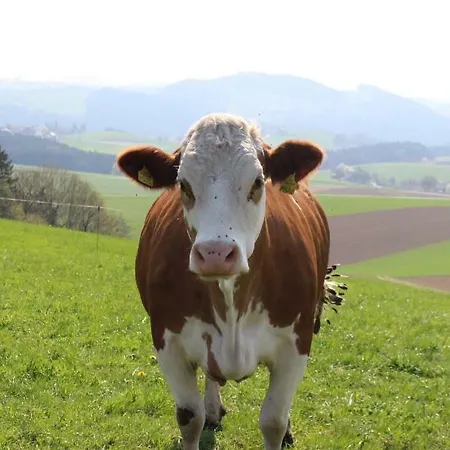 Apartment Im Mühlviertler Panorama Vierseithof *