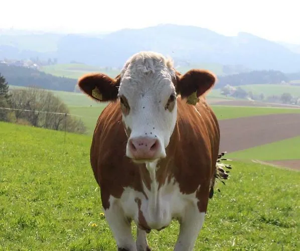 شقة Im Muehlviertler Panorama Vierseithof *